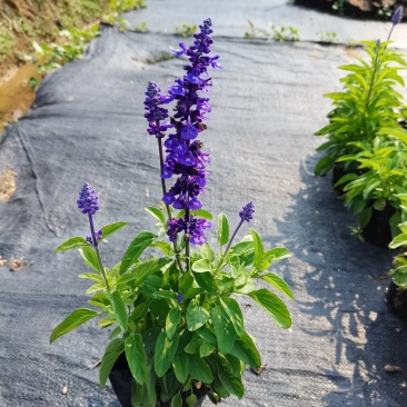 基地现拍大量时花草花泥炭土种植（鼠尾草）