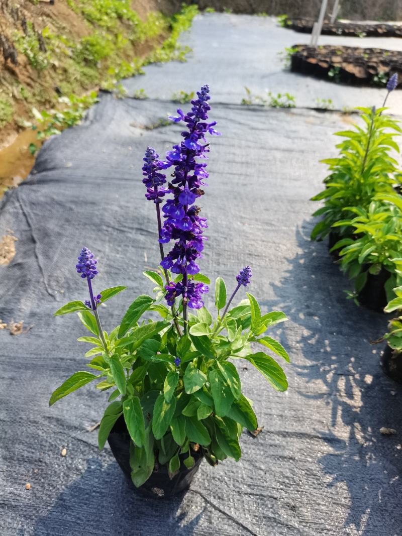 基地现拍大量时花草花泥炭土种植（鼠尾草）