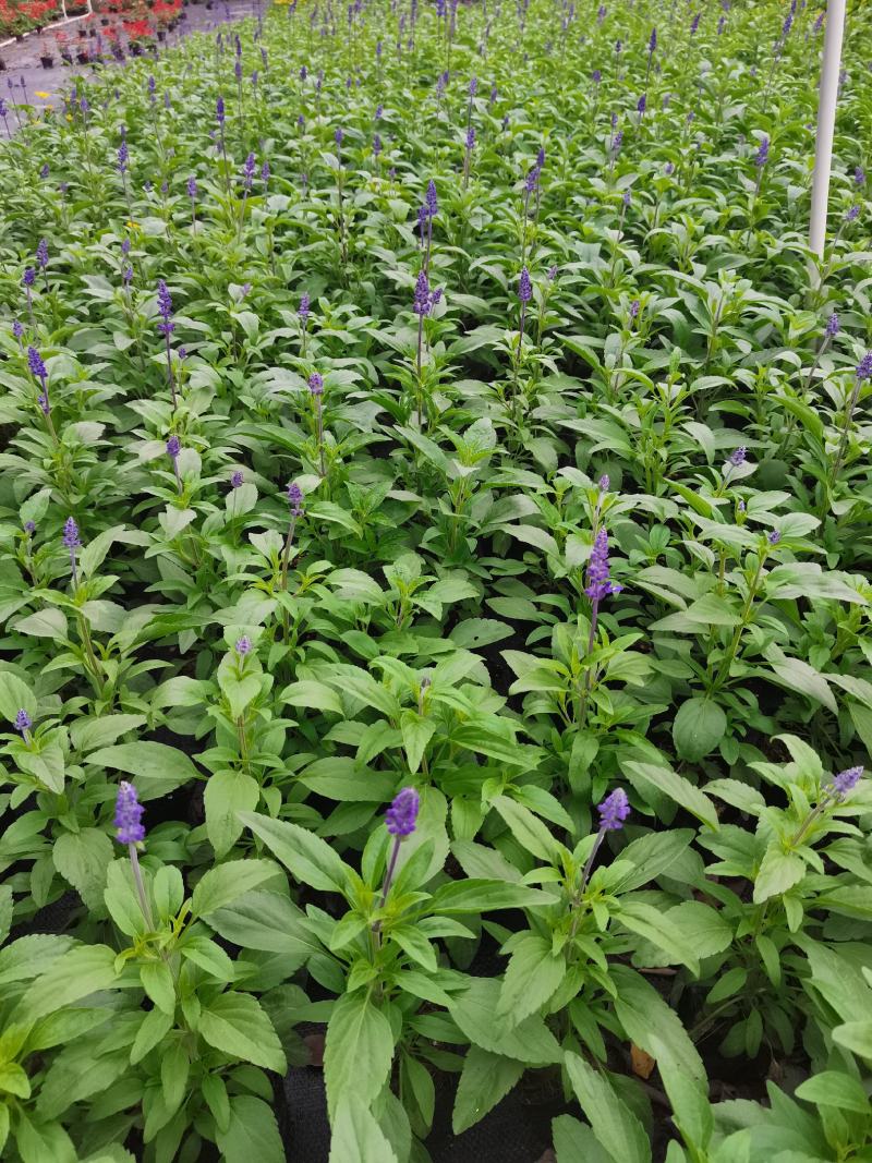 基地现拍大量时花草花泥炭土种植（鼠尾草）
