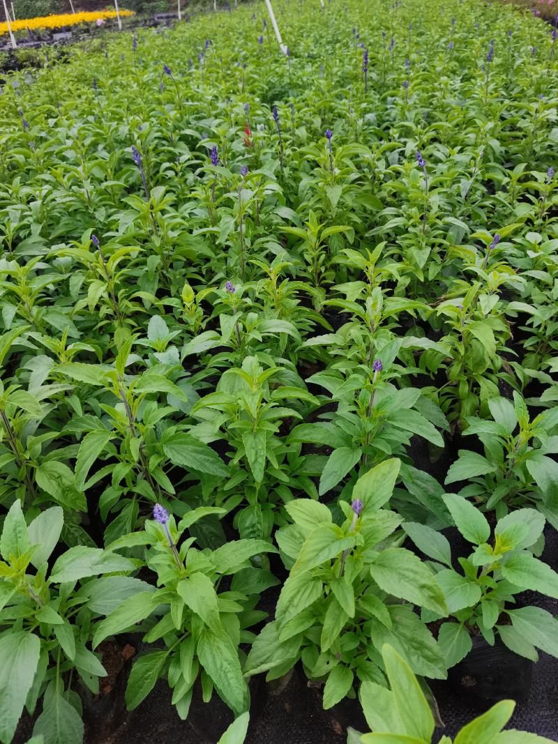 基地现拍大量时花草花泥炭土种植（鼠尾草）