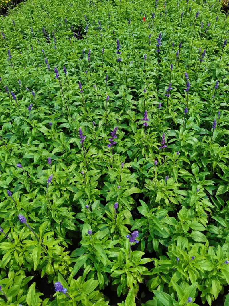 基地现拍大量时花草花泥炭土种植（鼠尾草）
