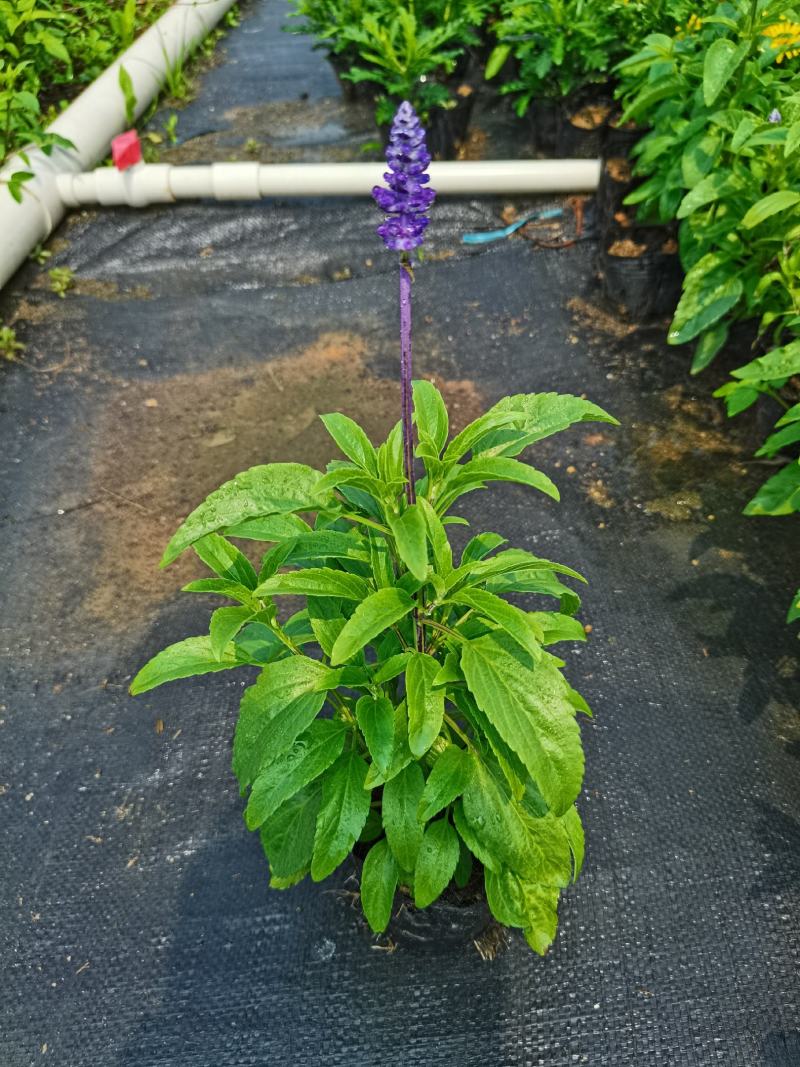 基地现拍大量时花草花泥炭土种植（鼠尾草）