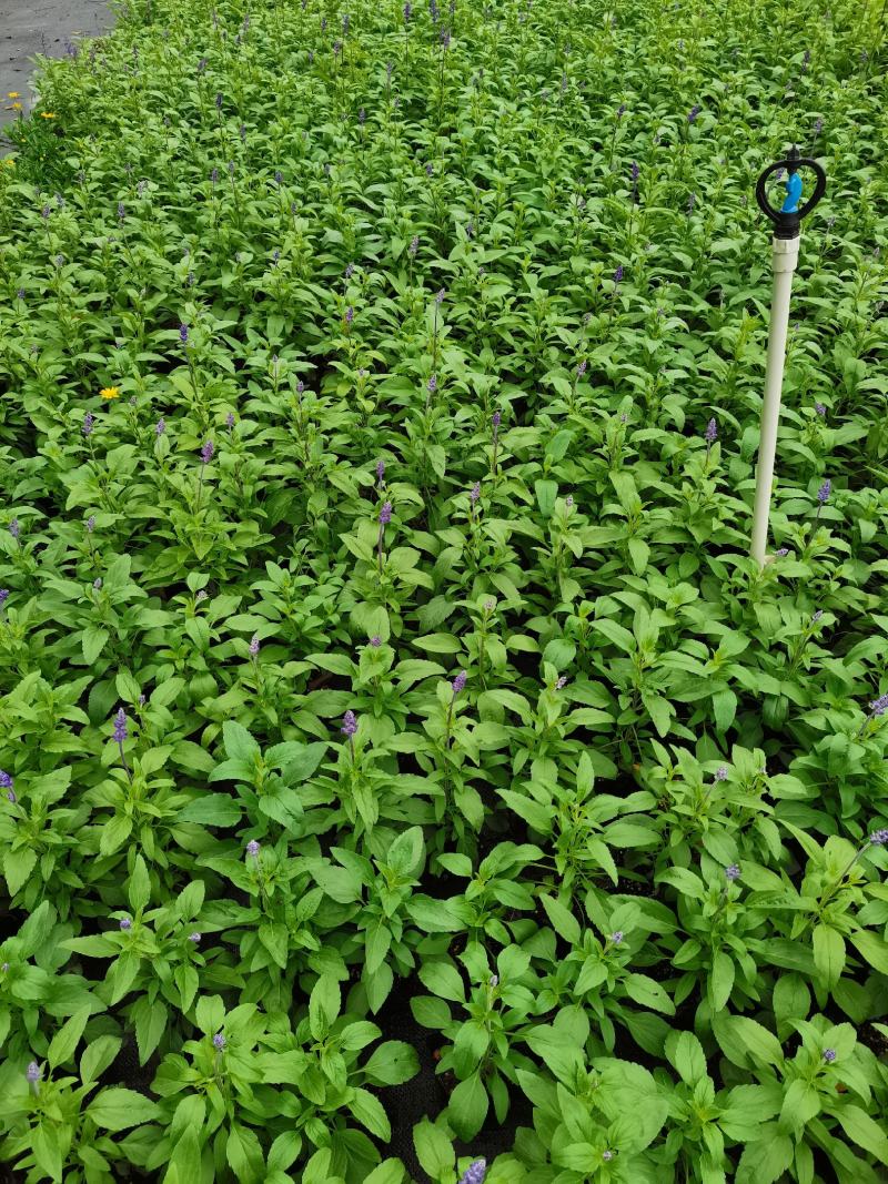 基地现拍大量时花草花泥炭土种植（鼠尾草）