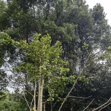 香樟树亩