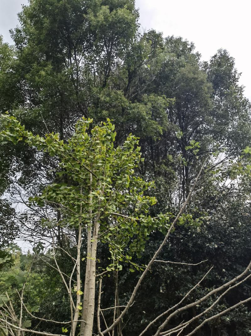 香樟树亩