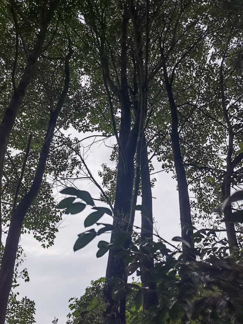 香樟树亩
