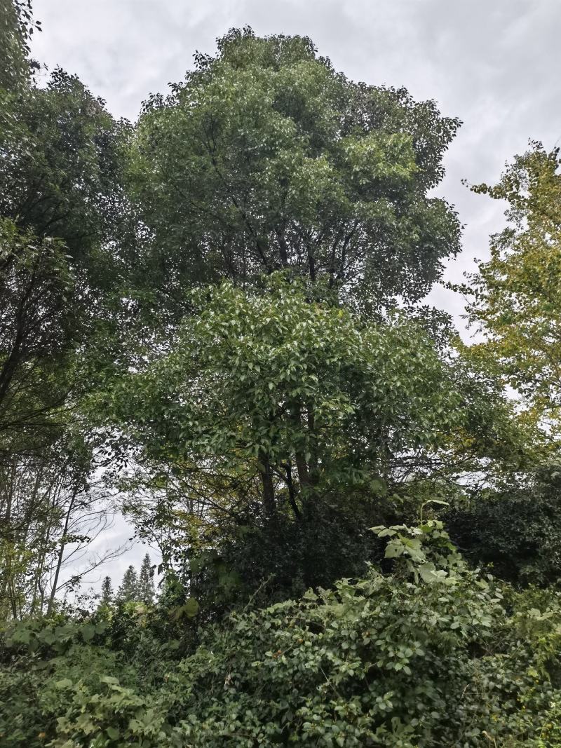 香樟树亩