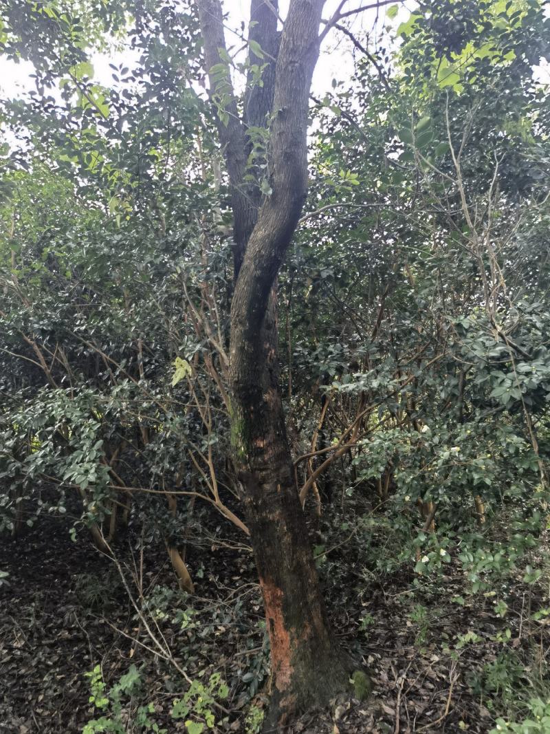 香樟树亩