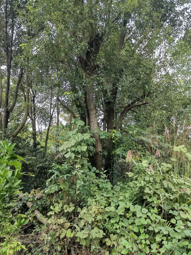 香樟树亩