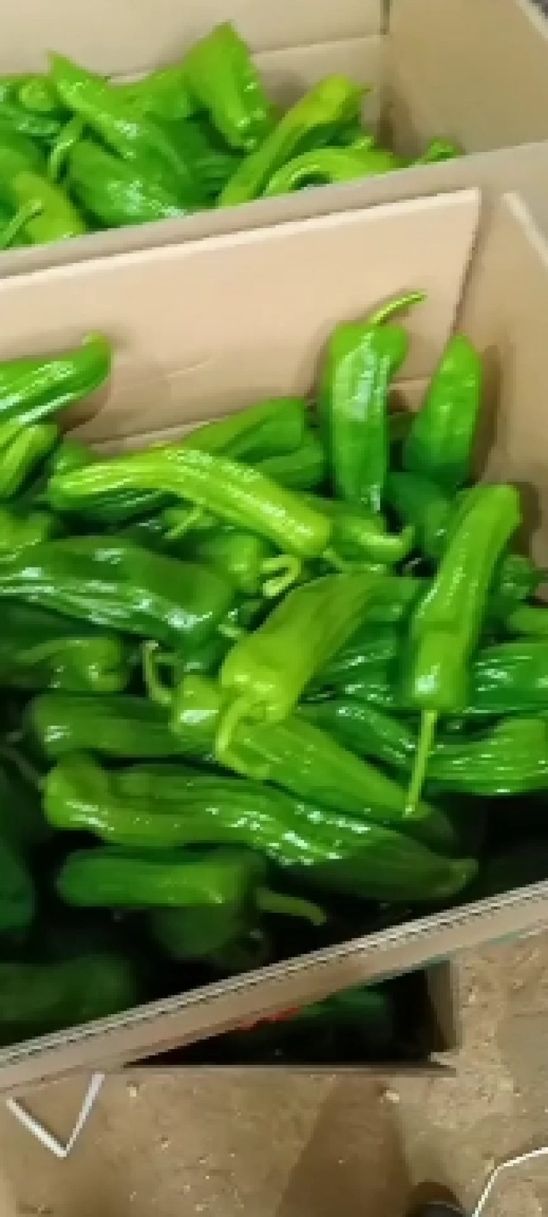 薄皮辣椒全国发货诚信经营现摘现发货源充足