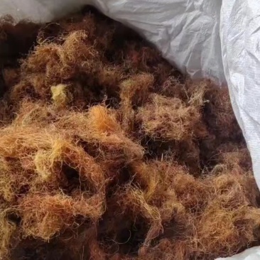 精品玉米须无黑头无杂质
