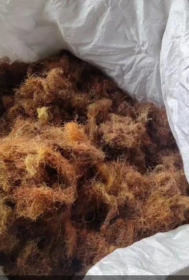 精品玉米须无黑头无杂质