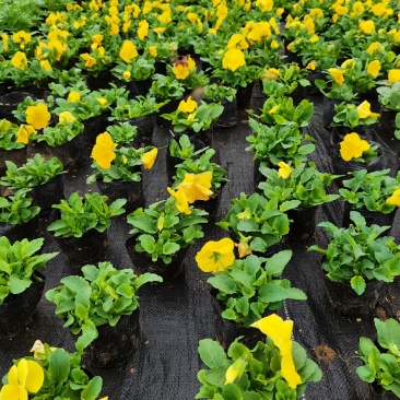 基地直销大量时花草花百亩泥炭土种植（三色堇）