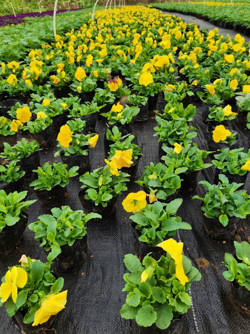 基地直销大量时花草花百亩泥炭土种植（三色堇）