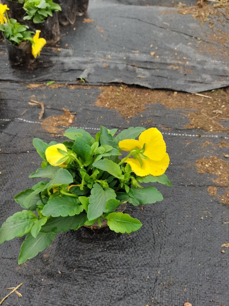 基地直销大量时花草花百亩泥炭土种植（三色堇）