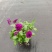 基地直销大量时花草花百亩泥炭土种植（三色堇）