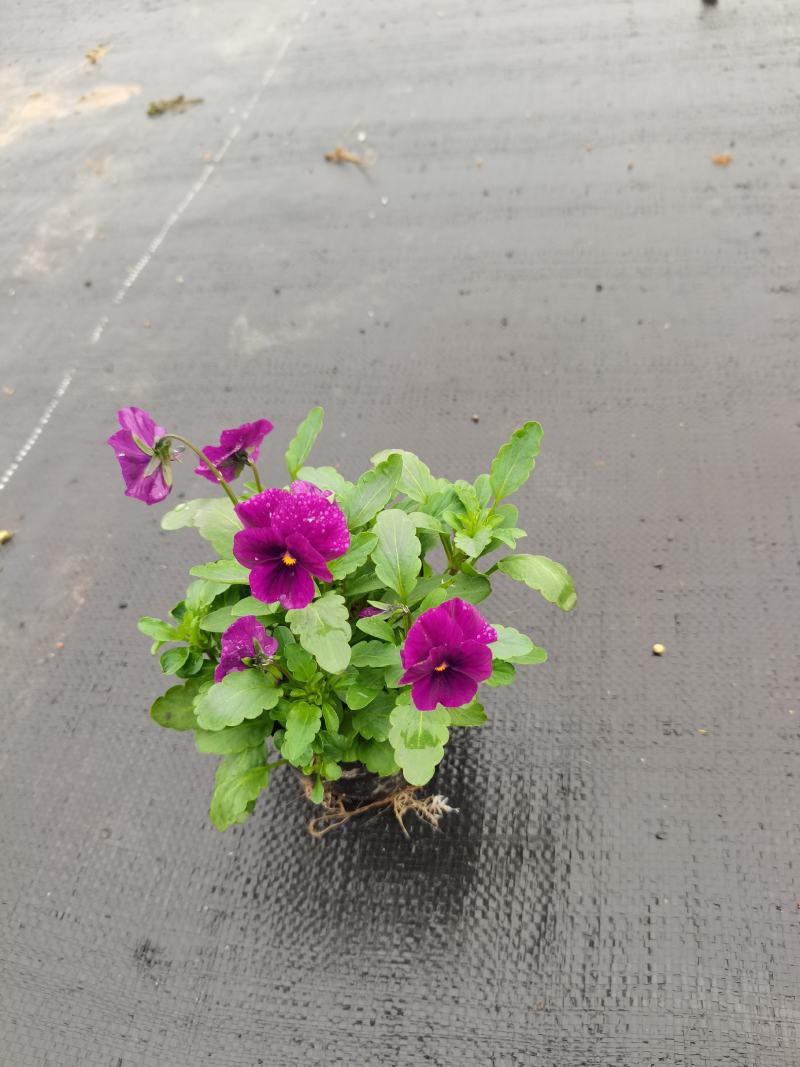 基地直销大量时花草花百亩泥炭土种植（三色堇）