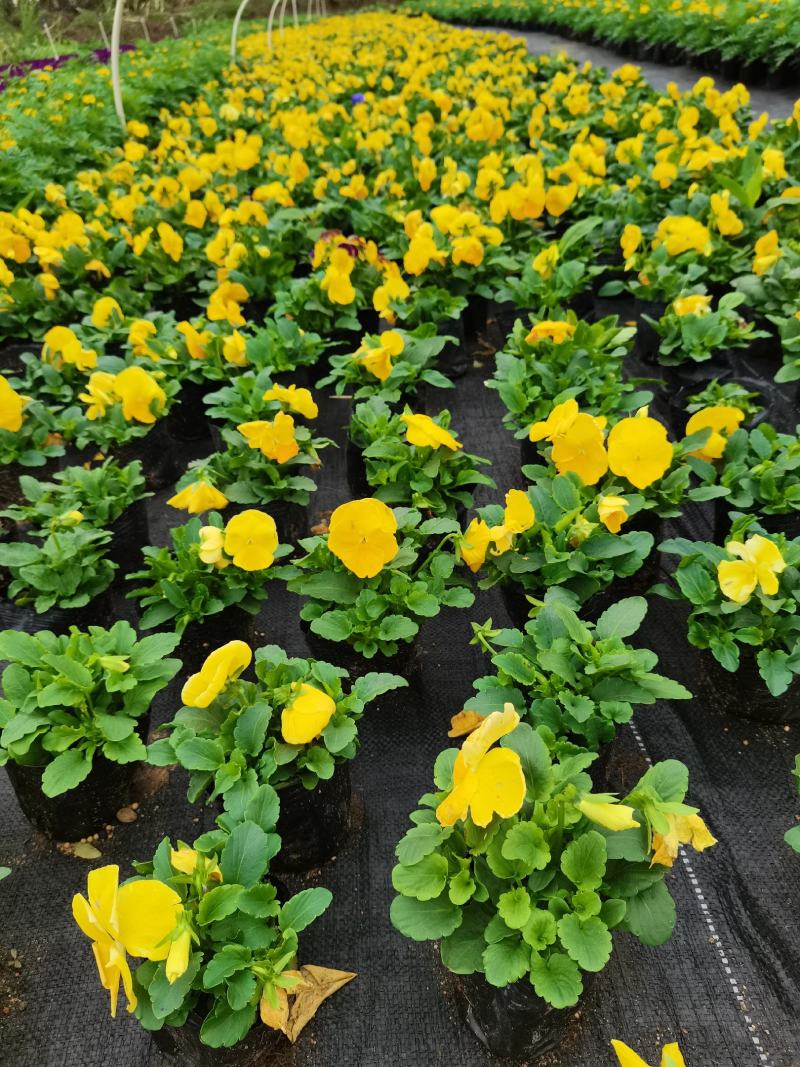 基地直销大量时花草花百亩泥炭土种植（三色堇）