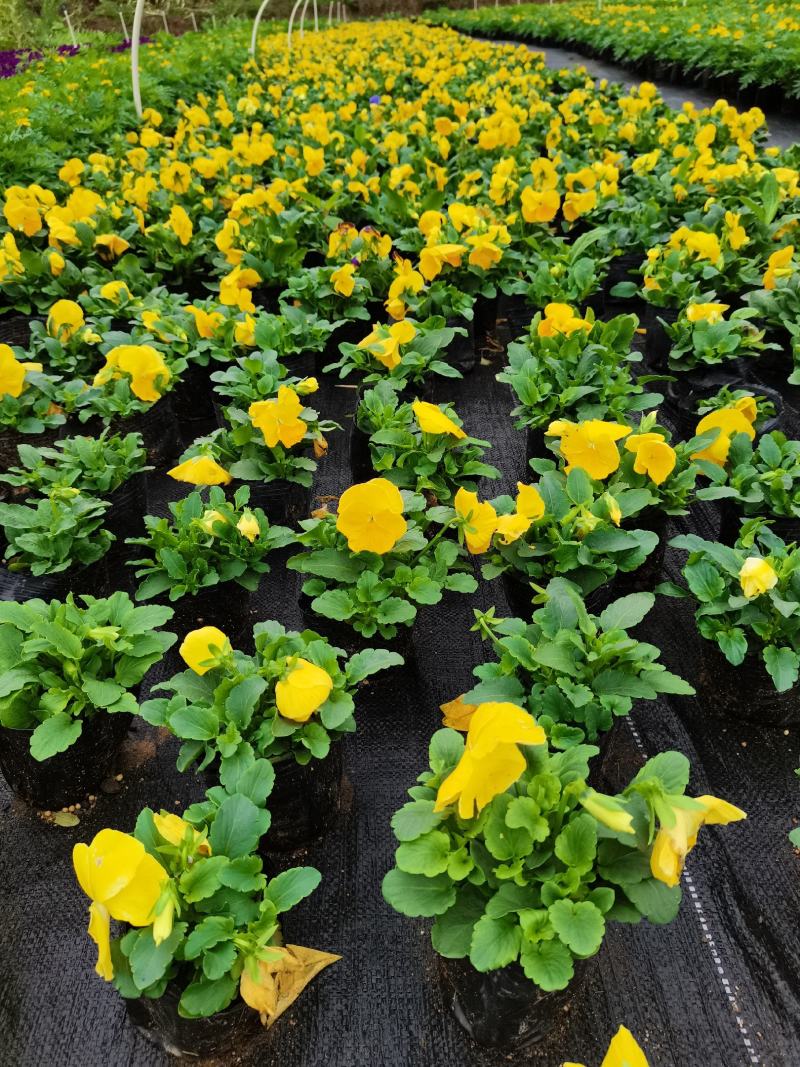 基地直销大量时花草花百亩泥炭土种植（三色堇）