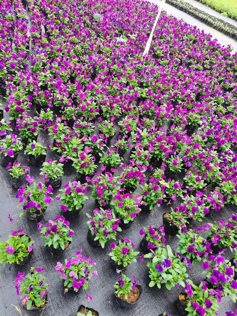 基地直销大量时花草花百亩泥炭土种植（三色堇）