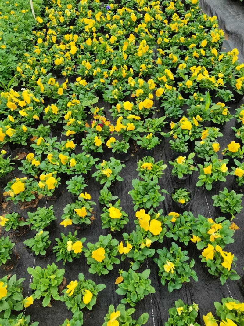 基地直销大量时花草花百亩泥炭土种植（三色堇）