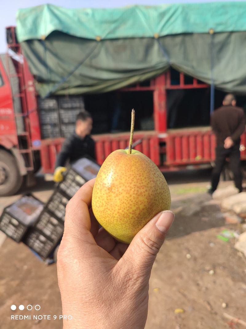 红香酥香梨精选一级红香酥梨脆甜可口果园直采