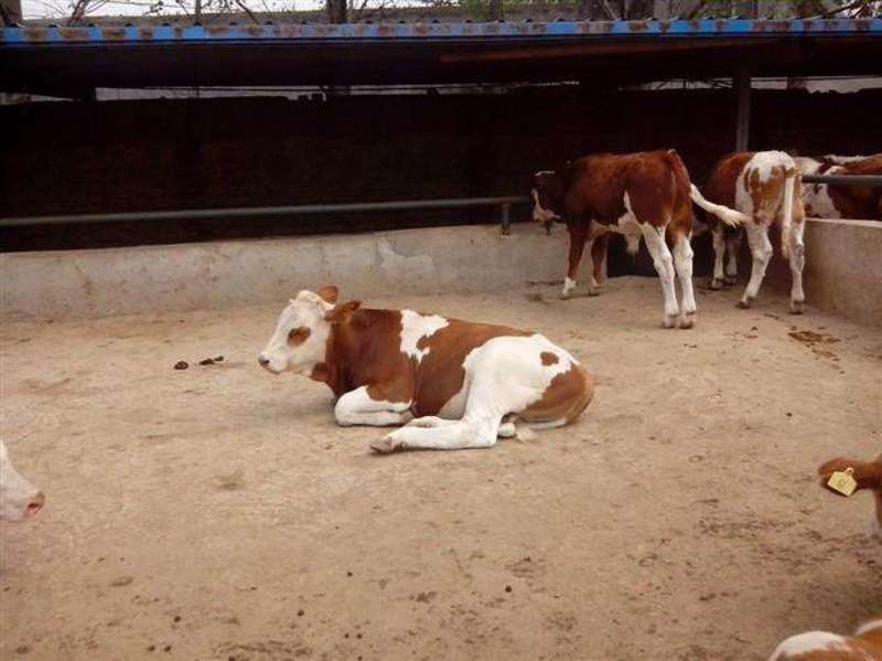 西门塔尔牛犊大型养殖基地免费运输买十头送两头纯种肉牛犊