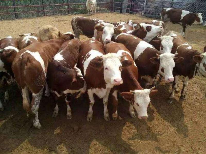 西门塔尔牛犊大型养殖基地免费运输买十头送两头纯种肉牛犊