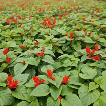 基地现拍大量时花草花泥炭土种植（一串红）