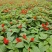 基地现拍大量时花草花泥炭土种植（一串红）