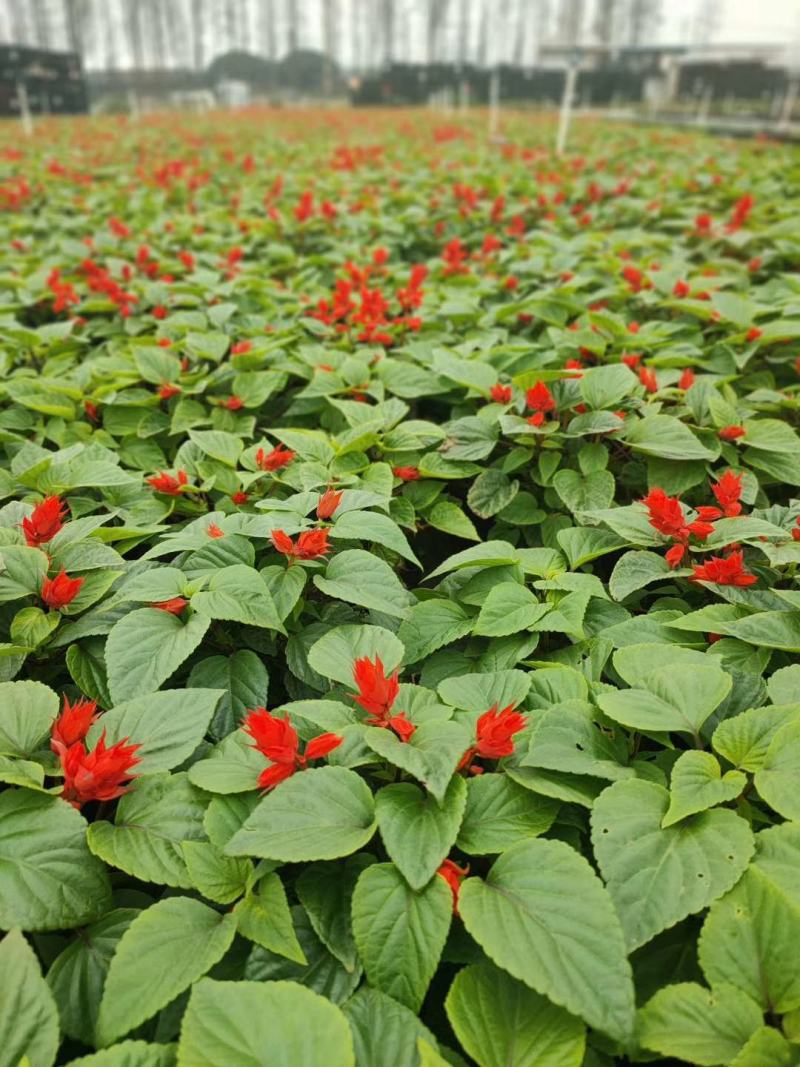 基地现拍大量时花草花泥炭土种植（一串红）
