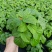 基地现拍大量时花草花泥炭土种植（一串红）