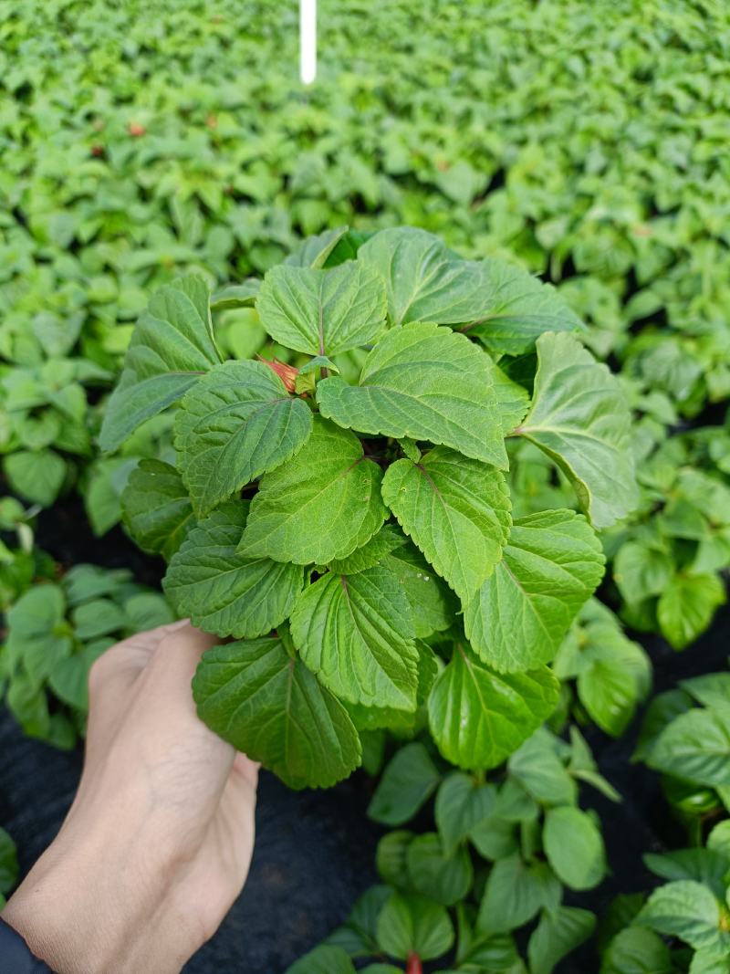 基地现拍大量时花草花泥炭土种植（一串红）