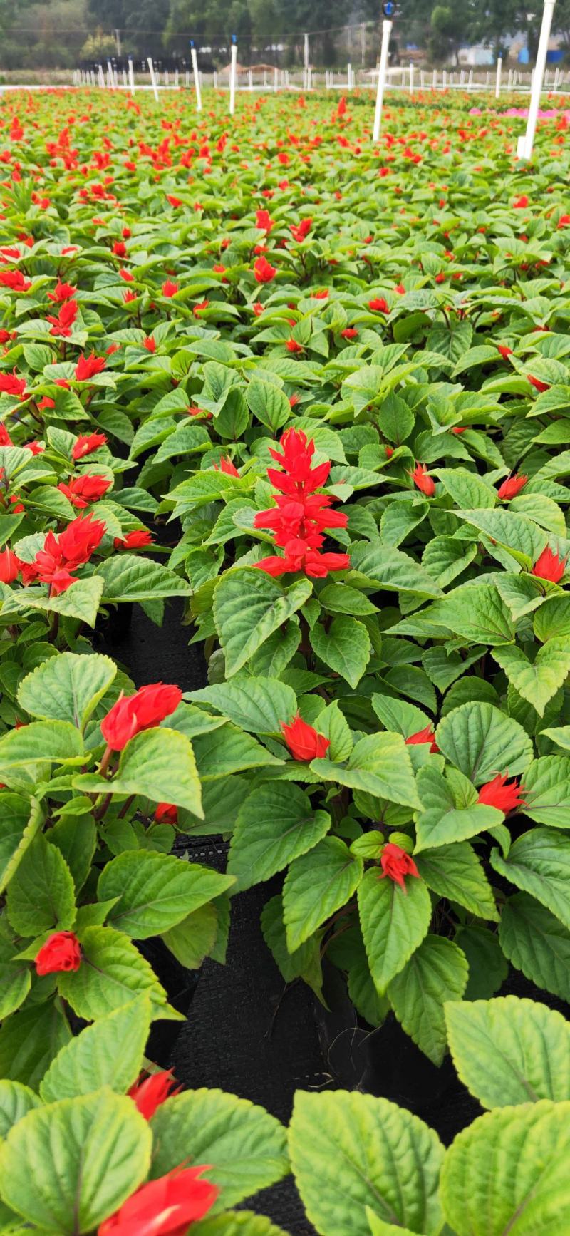 基地现拍大量时花草花泥炭土种植（一串红）