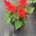 基地现拍大量时花草花泥炭土种植（一串红）