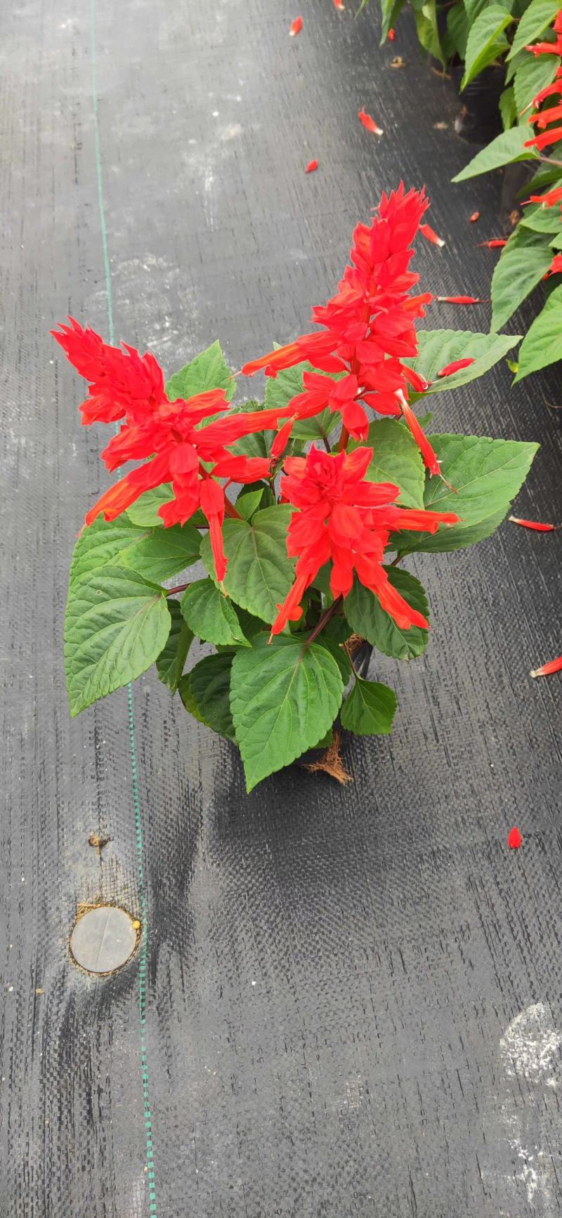 基地现拍大量时花草花泥炭土种植（一串红）