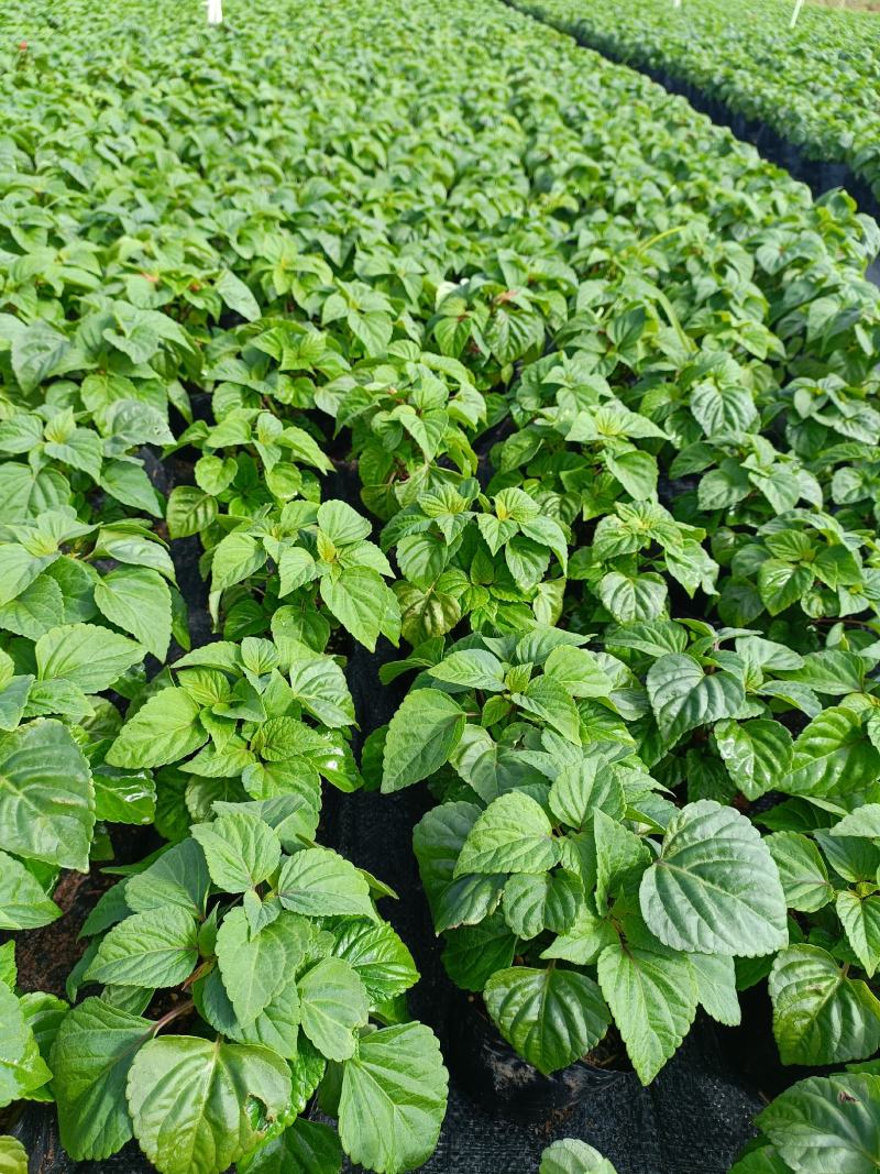 基地现拍大量时花草花泥炭土种植（一串红）