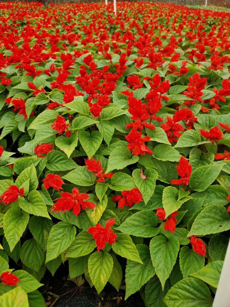 基地现拍大量时花草花泥炭土种植（一串红）