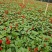 基地现拍大量时花草花泥炭土种植（一串红）