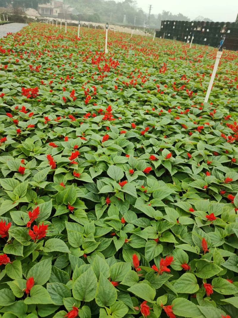基地现拍大量时花草花泥炭土种植（一串红）