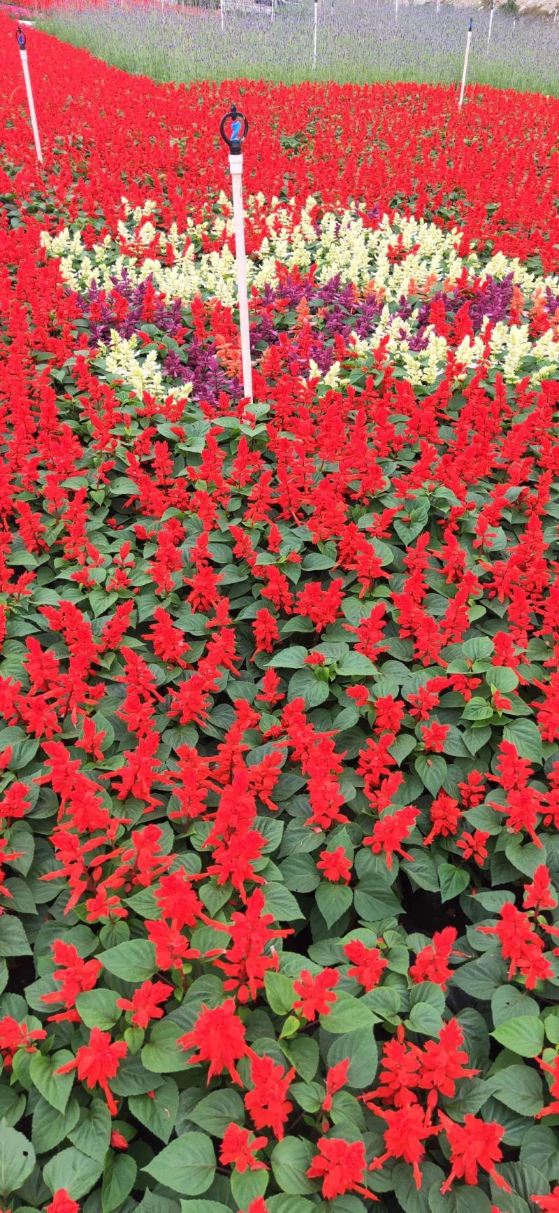 基地现拍大量时花草花泥炭土种植（一串红）