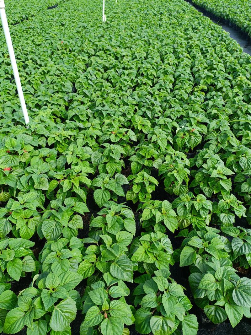 基地现拍大量时花草花泥炭土种植（一串红）