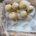 河北梨精品皇冠梨雪花梨水晶鸭梨