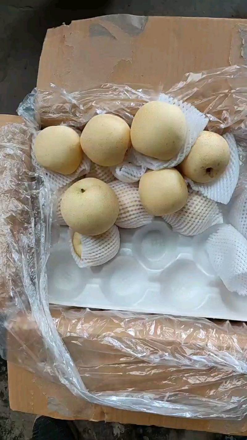 河北梨精品皇冠梨雪花梨水晶鸭梨