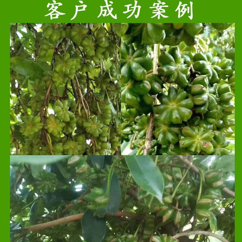 正東古龙大红（罗马品种）八角苗八角树苗矮化八角嫁接苗