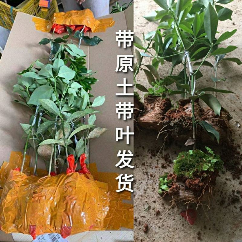 正東古龙大红（罗马品种）八角苗八角树苗矮化八角嫁接苗