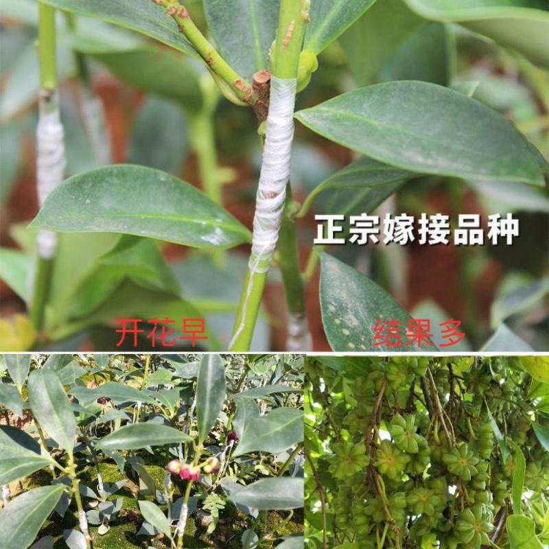 正東古龙大红（罗马品种）八角苗八角树苗矮化八角嫁接苗