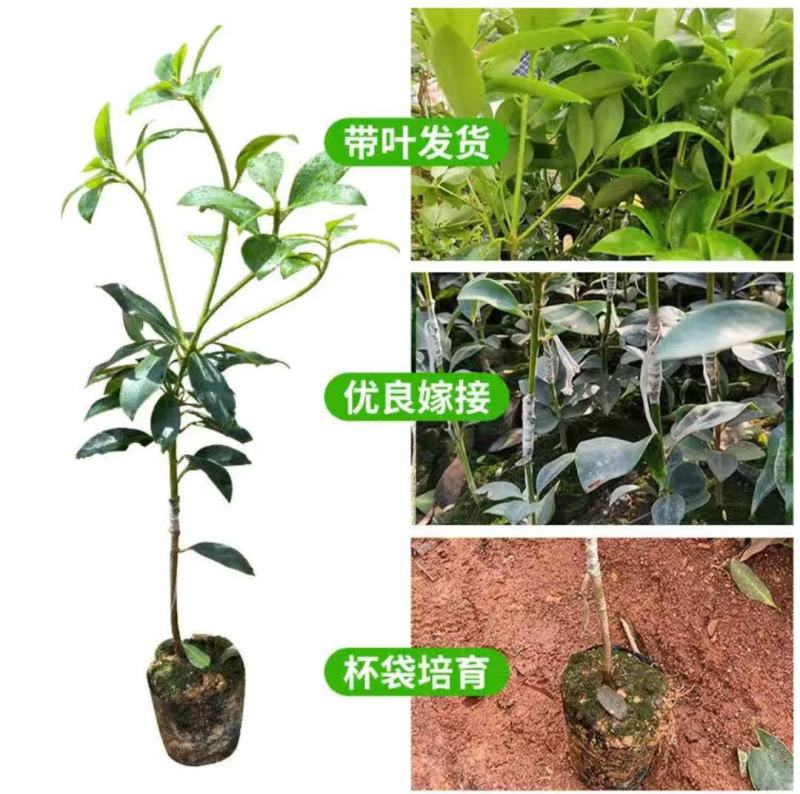正東古龙大红（罗马品种）八角苗八角树苗矮化八角嫁接苗
