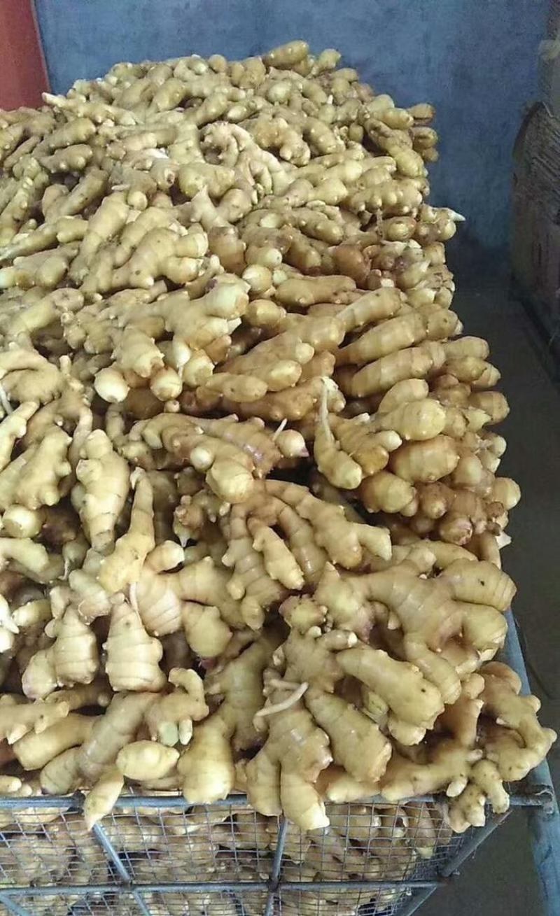 生姜批发西陕品种齐全货源产地直销产地直销货源充足