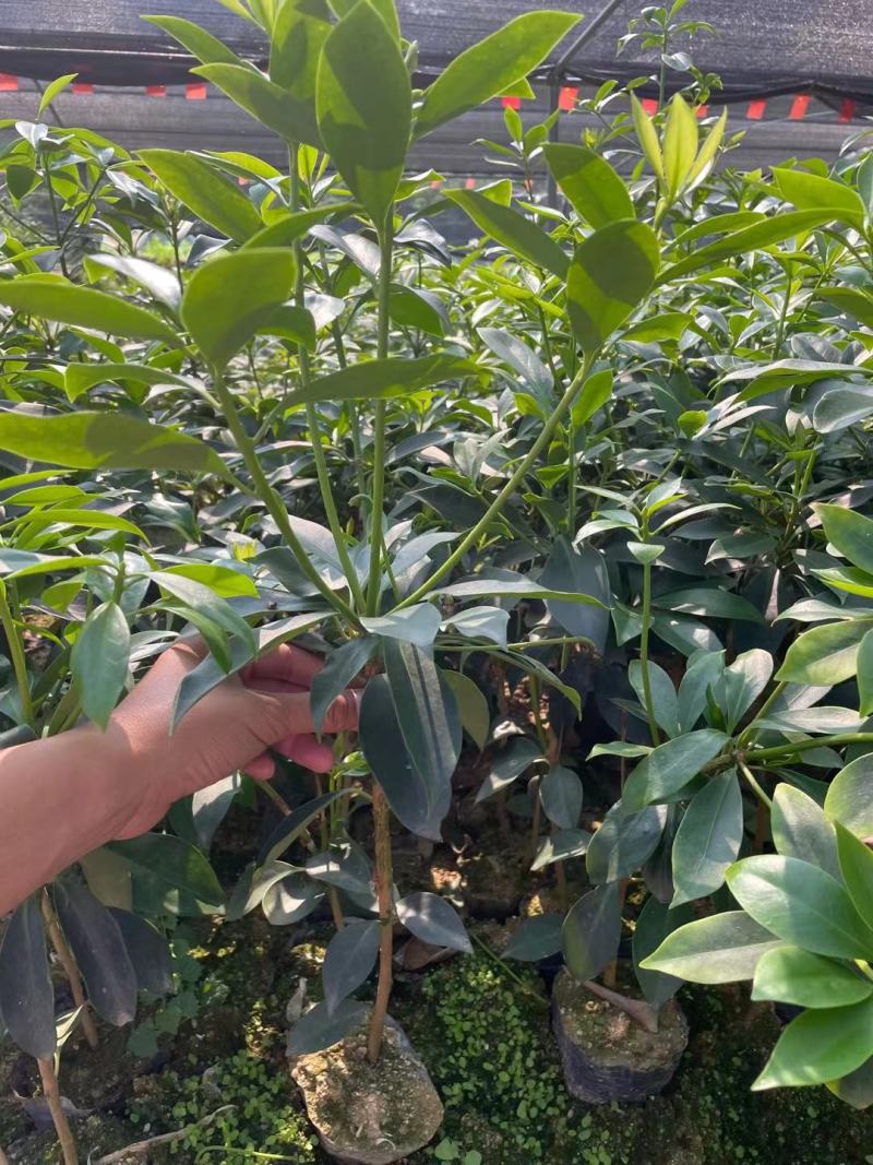 正東古龙大红（罗马品种）八角苗八角树苗矮化八角嫁接苗